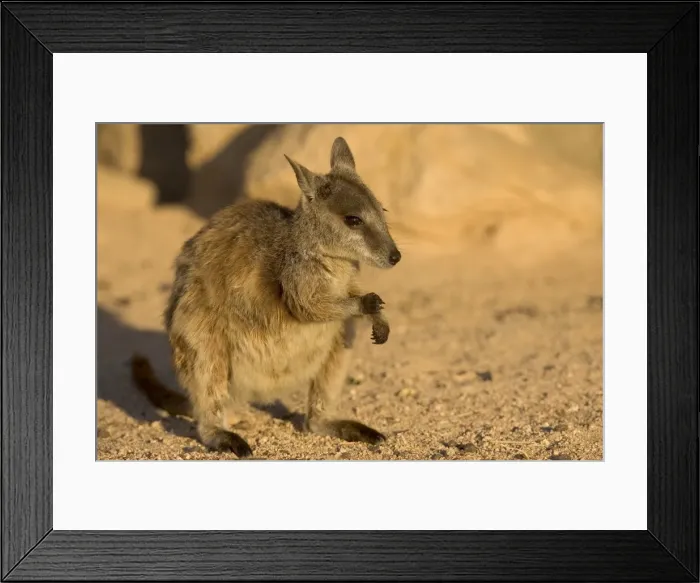 Framed Print : Black-footed rock wallaby (Petrogale lateralis), Magnetic Island, Queensland Framed Print : Black-footed rock wallaby (Petrogale lateralis), Magnetic Island, Queensland