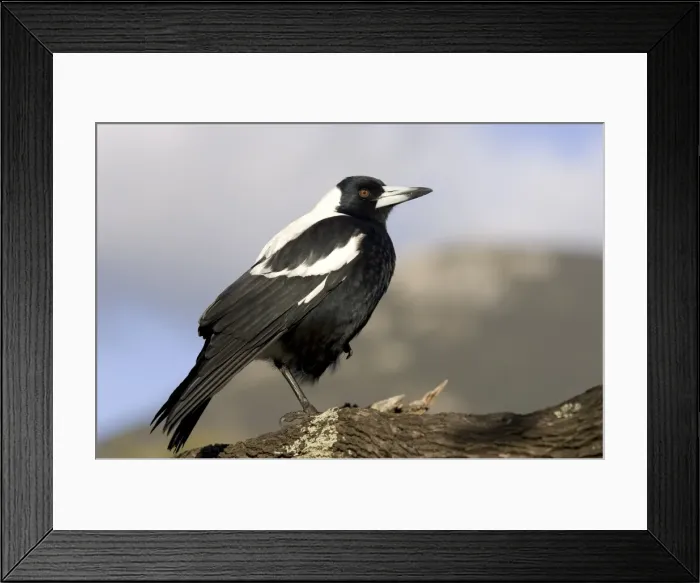 Framed Print : Australian Magpie (Gymnorhina tibicen), Wilsons Promontory National Park Framed Print : Australian Magpie (Gymnorhina tibicen), Wilsons Promontory National Park