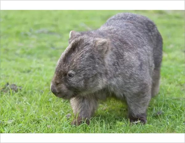 Wombat (Vombatus ursinus), Wilsons Promontory National Park, Victoria, Australia, Pacific