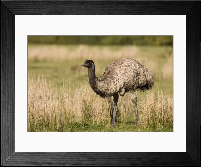 Framed Print : Emu (Dromaius novaehollandiae), Wilsons Promontory National Park, Victoria Framed Print : Emu (Dromaius novaehollandiae), Wilsons Promontory National Park, Victoria