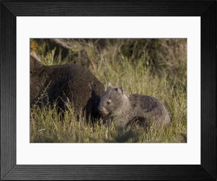 Framed Print : Common wombat (Vombatus ursinus), Wilsons Promontory National Park Framed Print : Common wombat (Vombatus ursinus), Wilsons Promontory National Park