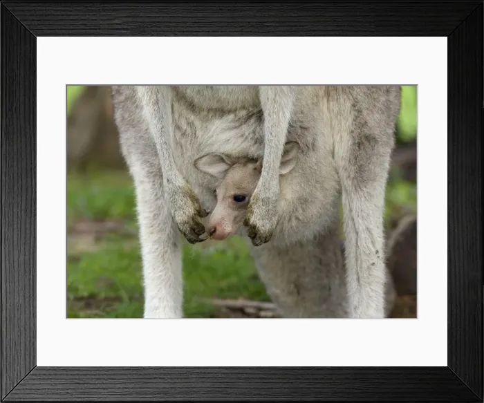 Framed Print : Eastern grey kangaroo (Macropus giganteus) with a Joey, Great Ocean Road Framed Print : Eastern grey kangaroo (Macropus giganteus) with a Joey, Great Ocean Road