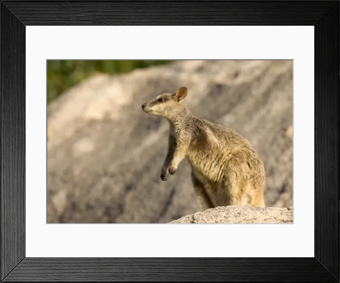 Framed Print : Black-footed rock wallaby (Petrogale lateralis), Magnetic Island, Queensland Framed Print : Black-footed rock wallaby (Petrogale lateralis), Magnetic Island, Queensland