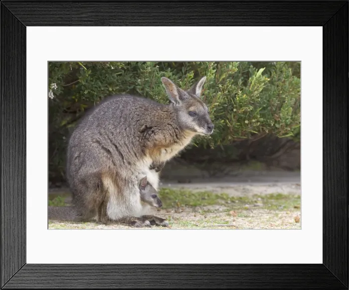 Framed Print : Tammar wallaby (Macropus eugenii), Flinders Chase National Park, Kangaroo Island Framed Print : Tammar wallaby (Macropus eugenii), Flinders Chase National Park, Kangaroo Island