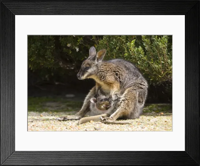 Framed Print : Tammar Wallaby, (Macropus eugenii), Flinders Chase N. P, Kangaroo Island Framed Print : Tammar Wallaby, (Macropus eugenii), Flinders Chase N. P, Kangaroo Island