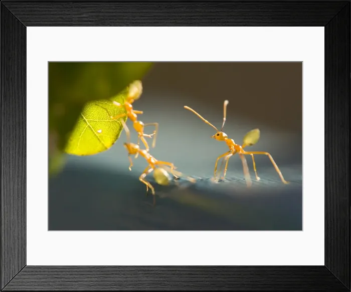 Framed Print : Ants, (Formicidea), Magnetic Island, Queensland, Australia Framed Print : Ants, (Formicidea), Magnetic Island, Queensland, Australia