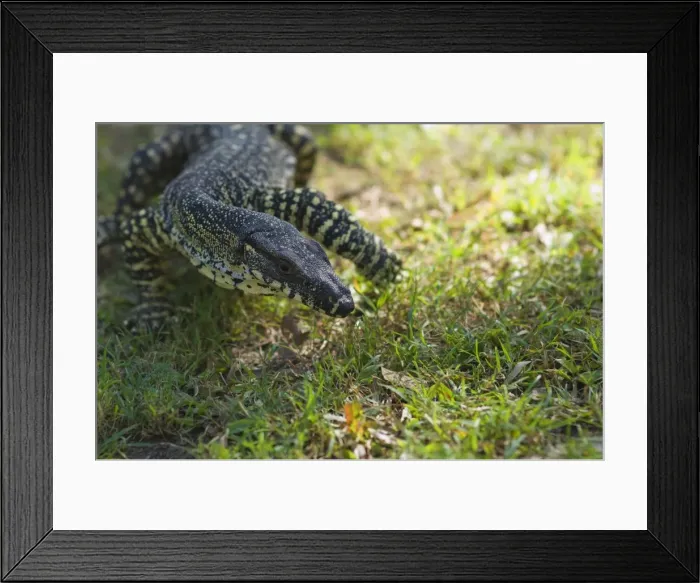 Framed Print : Goanna, Queensland, Australia, Pacific Framed Print : Goanna, Queensland, Australia, Pacific
