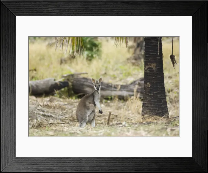 Framed Print : Pretty-face (Whiptail) wallaby, Carnarvon Gorge, Carnarvon National Park Framed Print : Pretty-face (Whiptail) wallaby, Carnarvon Gorge, Carnarvon National Park