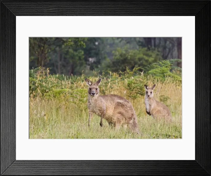 Framed Print : Eastern grey kangaroos, Geehi, Kosciuszko National Park, New South Wales Framed Print : Eastern grey kangaroos, Geehi, Kosciuszko National Park, New South Wales