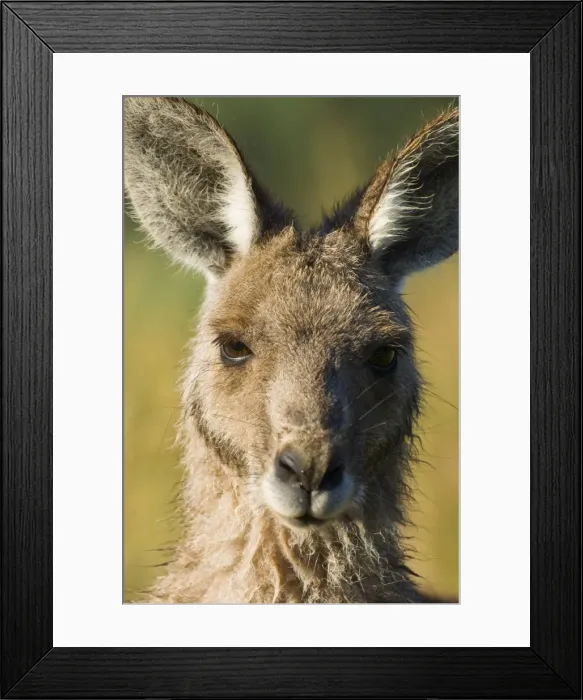 Framed Print : Eastern grey kangaroo, Geehi, Kosciuszko National Park, New South Wales Framed Print : Eastern grey kangaroo, Geehi, Kosciuszko National Park, New South Wales