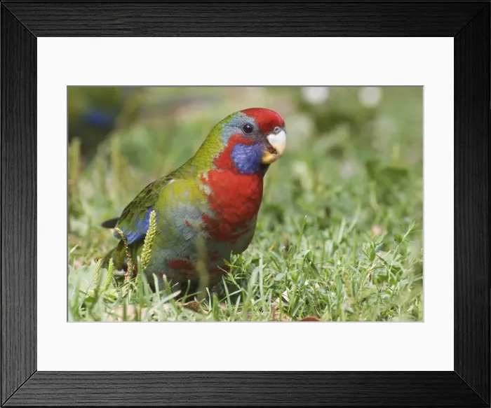 Framed Print : Crimson rosella (juvenile), Yarra Ranges National Park, Victoria, Australia, Pacific Framed Print : Crimson rosella (juvenile), Yarra Ranges National Park, Victoria, Australia, Pacific