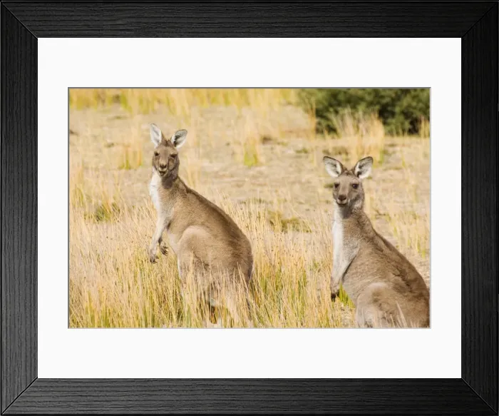Framed Print : Eastern grey kangaroos, Wilsons Promontory National Park, Victoria, Australia, Pacific Framed Print : Eastern grey kangaroos, Wilsons Promontory National Park, Victoria, Australia, Pacific