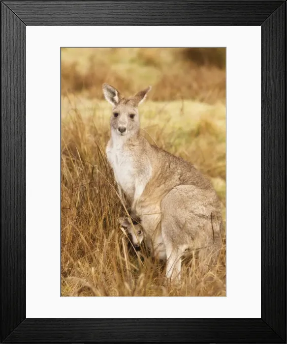 Framed Print : Eastern grey kangaroo and joey, Kosciuszko National Park, New South Wales Framed Print : Eastern grey kangaroo and joey, Kosciuszko National Park, New South Wales