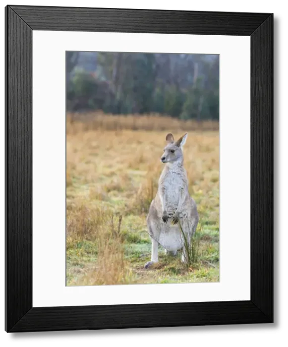 Framed Print : Eastern grey kangaroo, Kosciuszko National Park, New South Wales, Australia, Pacific Framed Print : Eastern grey kangaroo, Kosciuszko National Park, New South Wales, Australia, Pacific