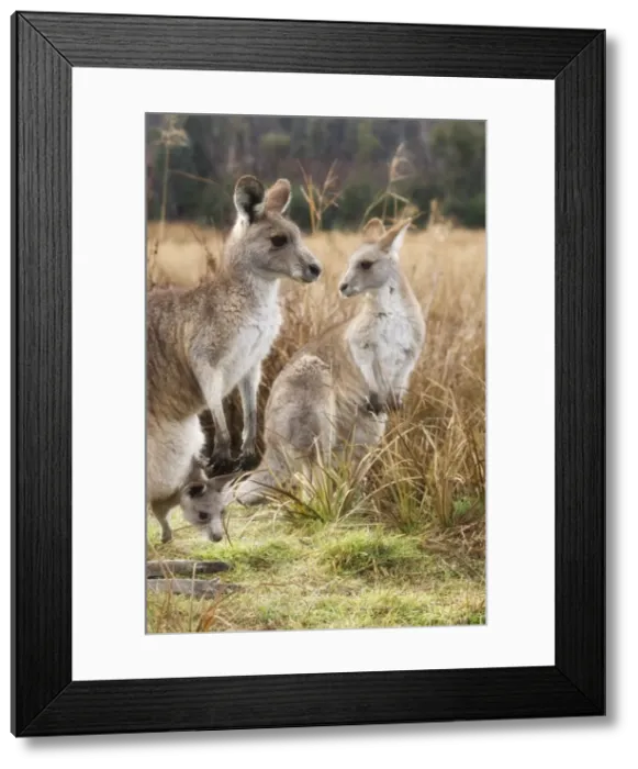 Framed Print : Eastern grey kangaroos, Kosciuszko National Park, New South Wales, Australia, Pacific Framed Print : Eastern grey kangaroos, Kosciuszko National Park, New South Wales, Australia, Pacific