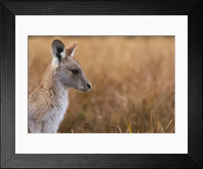 Framed Print : Eastern grey kangaroo, Kosciuszko National Park, New South Wales, Australia, Pacific Framed Print : Eastern grey kangaroo, Kosciuszko National Park, New South Wales, Australia, Pacific