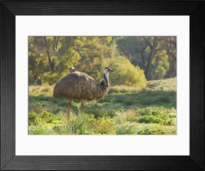 Framed Print : Emu, Flinders Ranges National Park, South Australia, Australia, Pacific Framed Print : Emu, Flinders Ranges National Park, South Australia, Australia, Pacific