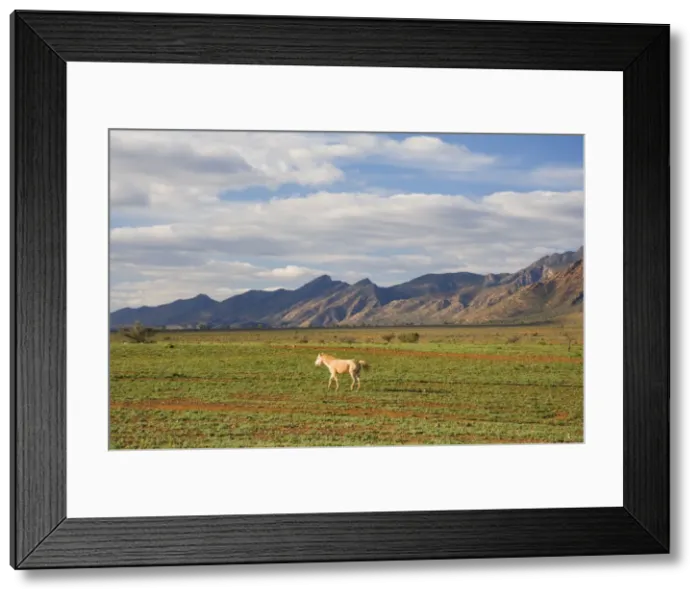Framed Print : Horse and Flinders Ranges, Flinders Ranges National Park, South Australia Framed Print : Horse and Flinders Ranges, Flinders Ranges National Park, South Australia