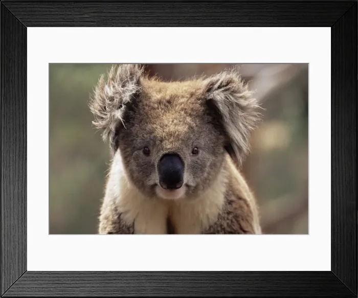 Framed Print : Koala bear (Phascolarctos cinereus), Phillip Island, Victoria, Australia, Pacific Framed Print : Koala bear (Phascolarctos cinereus), Phillip Island, Victoria, Australia, Pacific