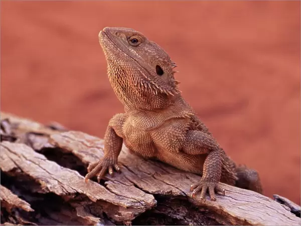 Central bearded dragon (Poona vitticeps) in captivity, Alice Springs, Northern Territory