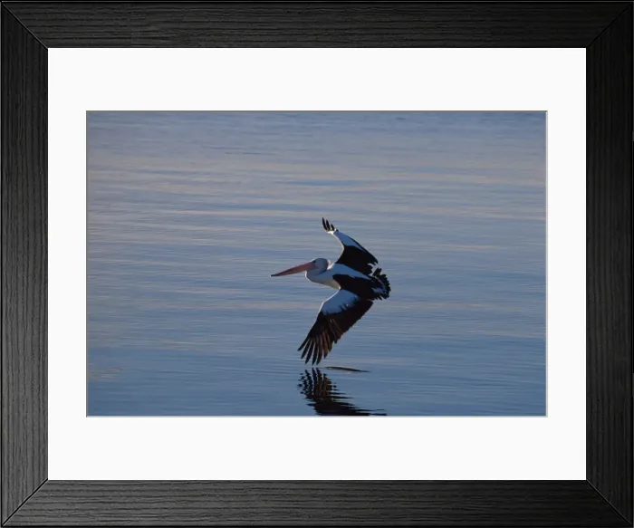Framed Print : White pelican (Pelecanus erythrorhynchos), Nelson Bay, New South Wales Framed Print : White pelican (Pelecanus erythrorhynchos), Nelson Bay, New South Wales