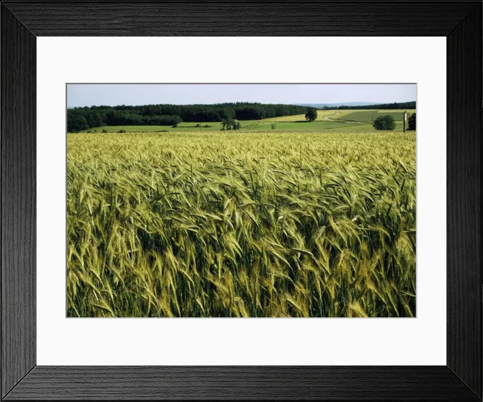 Framed Print : Grain field, agricultural landscape, near Retz, Lower Austria, Austria, Europe Framed Print : Grain field, agricultural landscape, near Retz, Lower Austria, Austria, Europe