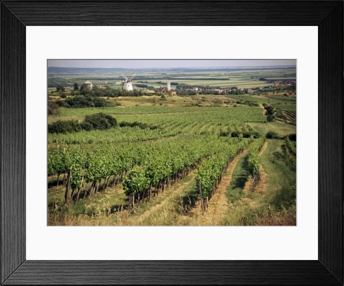 Framed Print : Vineyards around Retz, close to Czech border, with restored windmill in the distance Framed Print : Vineyards around Retz, close to Czech border, with restored windmill in the distance