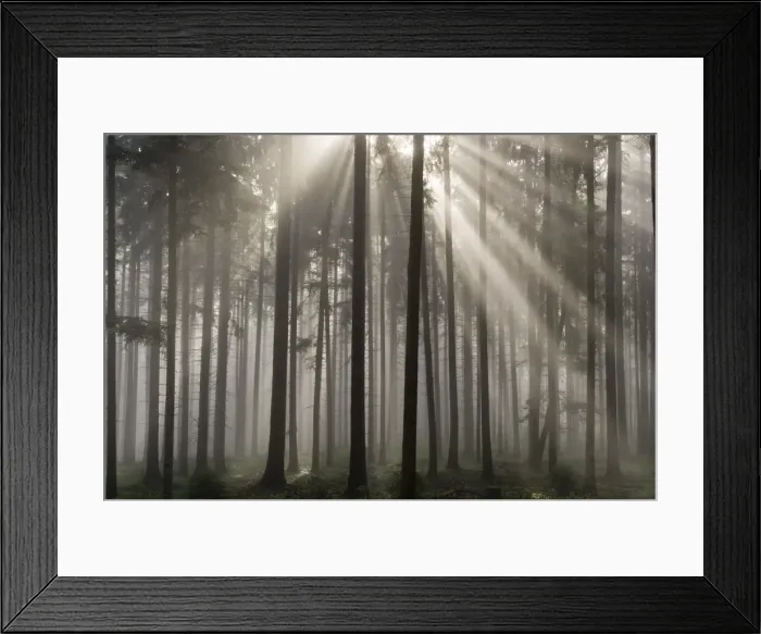 Framed Print : Misty pine forest, Nibelungengau, Austria Framed Print : Misty pine forest, Nibelungengau, Austria