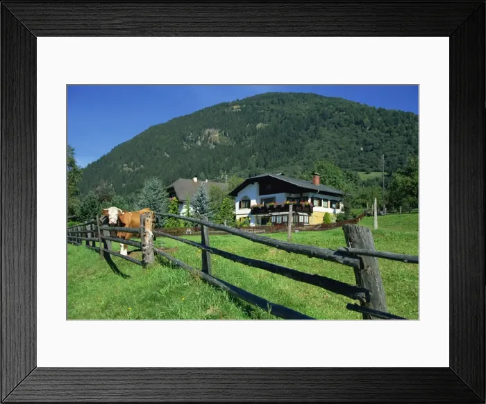 Framed Print : Cow and chalet, Malta Valley, Austria, Europe Framed Print : Cow and chalet, Malta Valley, Austria, Europe