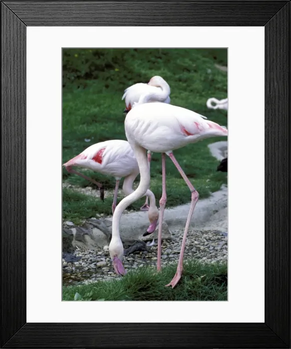 Framed Print : Close-up of pink flamingoes at Tiersgarten, the Zoo, Hietzing, Vienna, Austria, Europe Framed Print : Close-up of pink flamingoes at Tiersgarten, the Zoo, Hietzing, Vienna, Austria, Europe