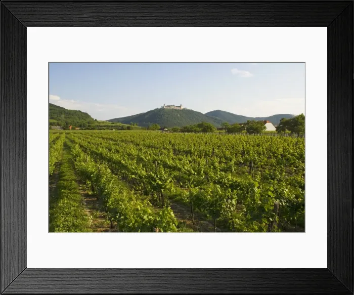 Framed Print : Vineyards and Stift gottfried, Krems, Wachau, Austria, Europe Framed Print : Vineyards and Stift gottfried, Krems, Wachau, Austria, Europe