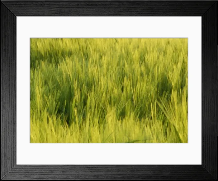 Framed Print : Abstract close-up of young wheat crop Framed Print : Abstract close-up of young wheat crop