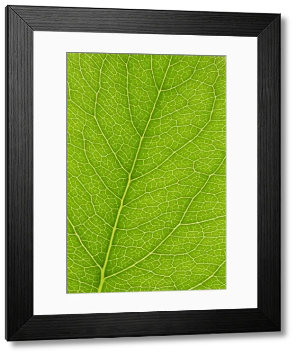 Framed Print : Backlit leaves showing details of veins and cells Framed Print : Backlit leaves showing details of veins and cells