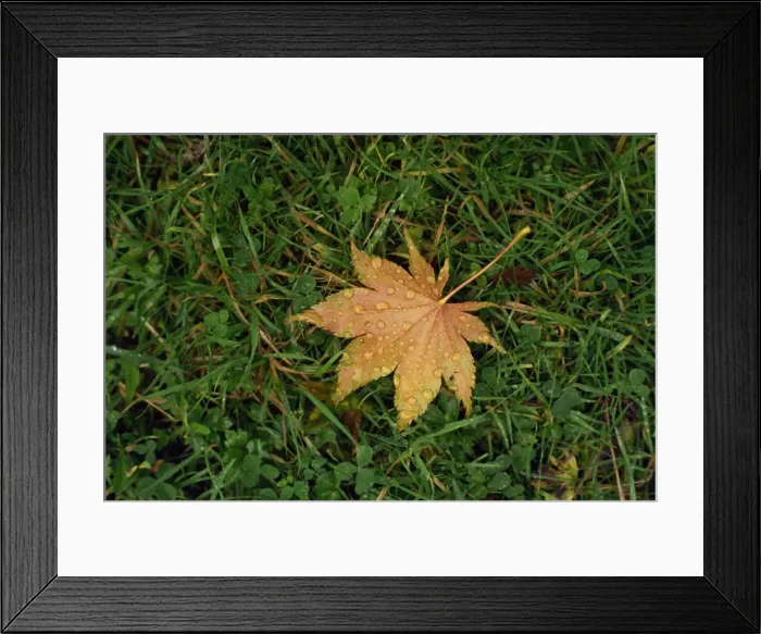 Framed Print : Fallen leaf on grass, with dew drops Framed Print : Fallen leaf on grass, with dew drops
