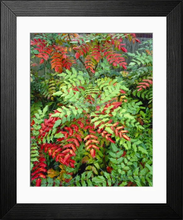 Framed Print : Mahonia Japonica, Autumn foliage Framed Print : Mahonia Japonica, Autumn foliage