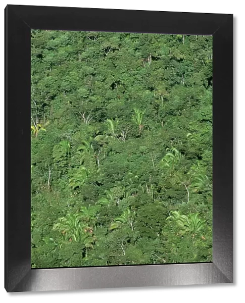 Thick jungle from the air, Cayo District, Belize, Cental America