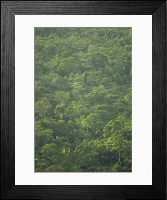 Framed Print : Rainforest canopy of the Cockscomb Basin Sanctuary, Belize, Central America Framed Print : Rainforest canopy of the Cockscomb Basin Sanctuary, Belize, Central America