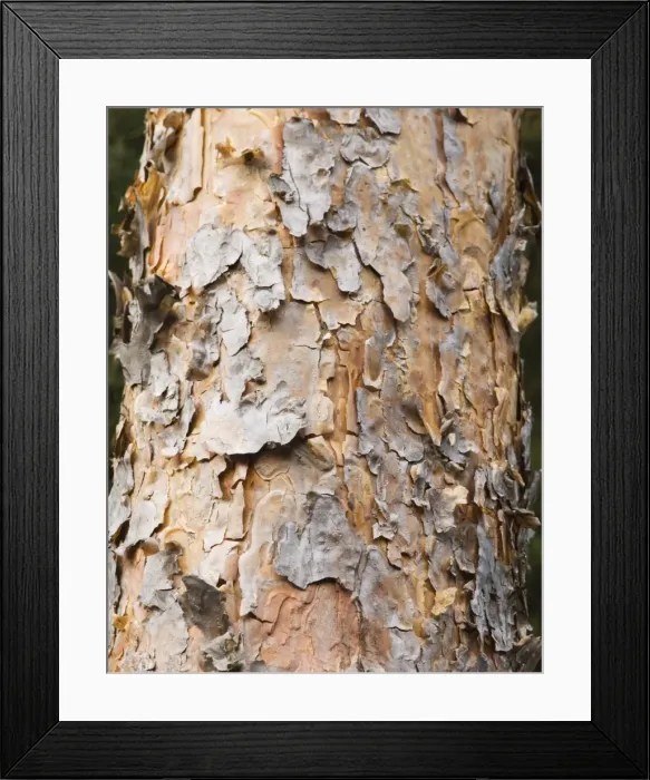 Framed Print : Close up of Scots Pine trunk, Pinus sylvestris Framed Print : Close up of Scots Pine trunk, Pinus sylvestris