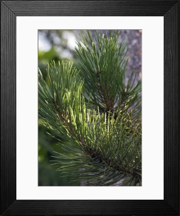 Framed Print : Close up of Scots Pine leaves or needles, Pinus sylvestris Framed Print : Close up of Scots Pine leaves or needles, Pinus sylvestris