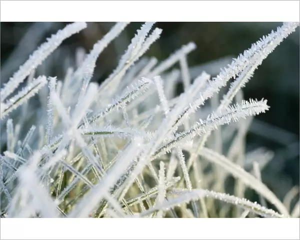 Close up of frost covered grass
