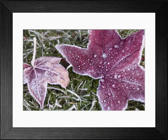 Framed Print : Close up of frost covered maple leaf and grass Framed Print : Close up of frost covered maple leaf and grass