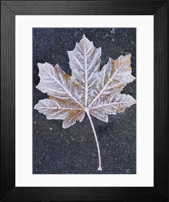 Framed Print : Frost covered leaf on tarmac road Framed Print : Frost covered leaf on tarmac road