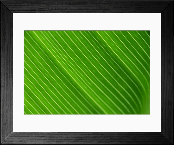 Framed Print : Close-up of a banana leaf Framed Print : Close-up of a banana leaf
