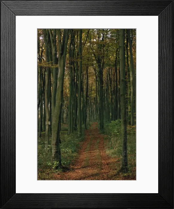 Framed Print : Woodland in autumnal hues Framed Print : Woodland in autumnal hues