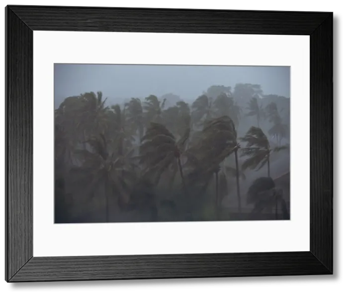 Framed Print : Palm trees blowing in a tropical storm Framed Print : Palm trees blowing in a tropical storm