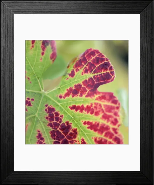 Framed Print : Close-up of a vine leaf in autumn Framed Print : Close-up of a vine leaf in autumn