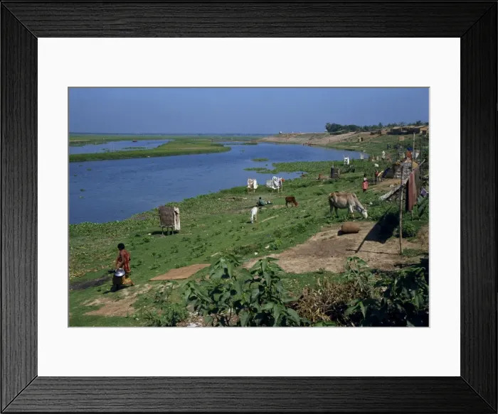 Framed Print : Latrines on the river bank in rough land grazed by cows in a slum in Dhaka Framed Print : Latrines on the river bank in rough land grazed by cows in a slum in Dhaka