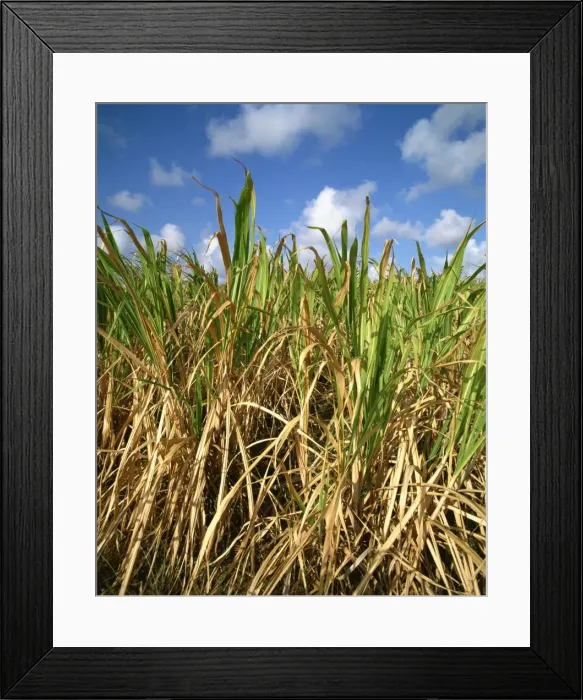 Framed Print : Sugar cane, Barbados, West Indies, Caribbean, Central America Framed Print : Sugar cane, Barbados, West Indies, Caribbean, Central America