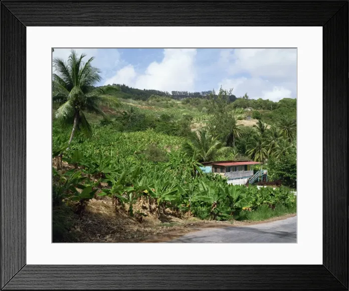 Framed Print : Bananas, Barbados, West Indies, Caribbean, Central America Framed Print : Bananas, Barbados, West Indies, Caribbean, Central America