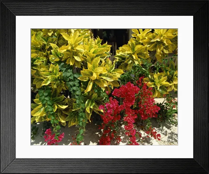 Framed Print : Tropical plants, Barbados, West Indies, Caribbean, Central America Framed Print : Tropical plants, Barbados, West Indies, Caribbean, Central America